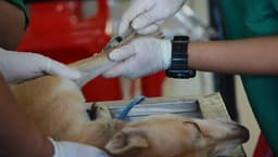 Vacunas Veterinarias